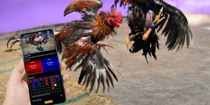 Hội viên được tham gia cược ở nhiều trận đấu mỗi ngày